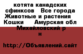 котята канадских сфинксов - Все города Животные и растения » Кошки   . Амурская обл.,Михайловский р-н